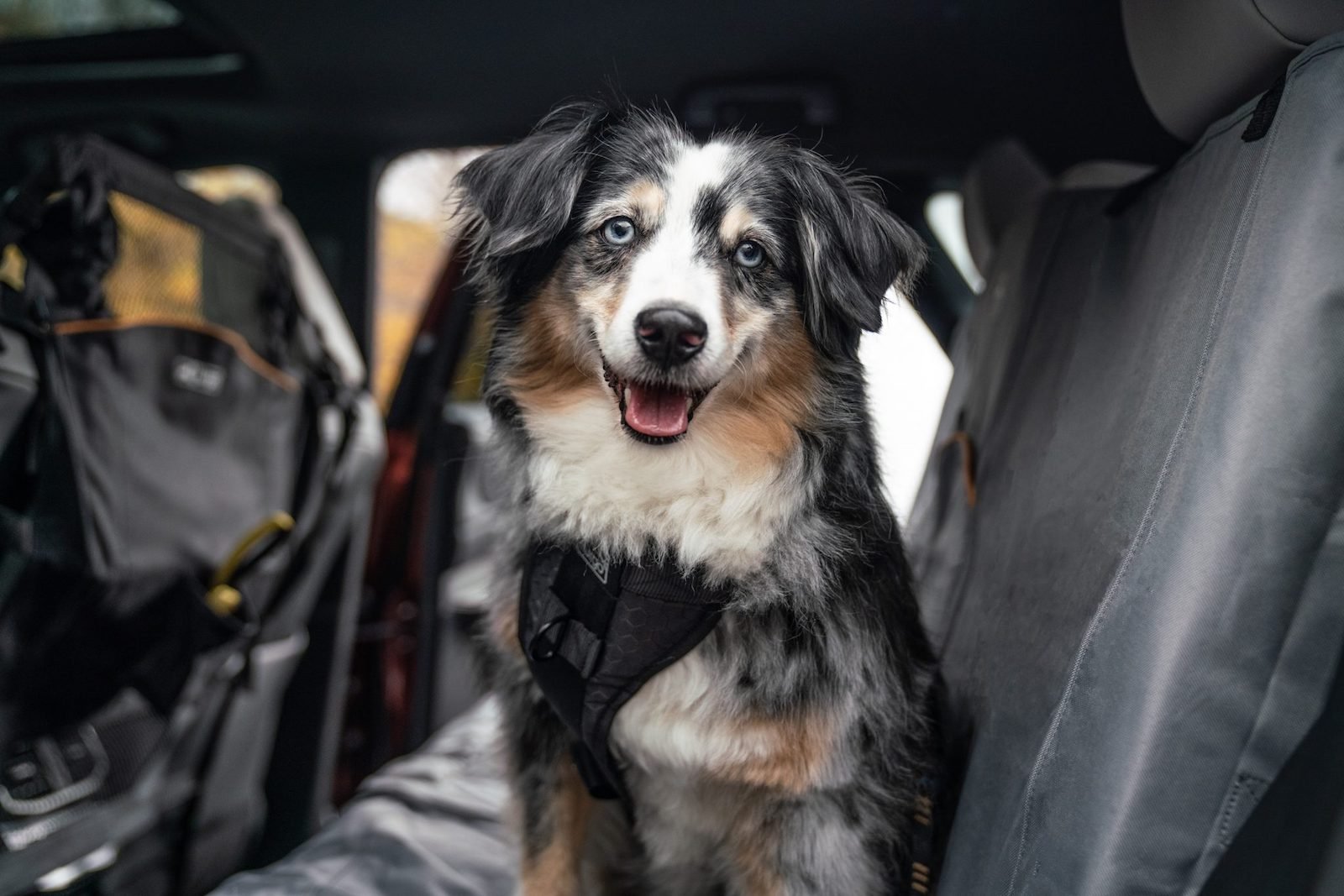 Kurgo-Enhanced-Strength-Tru-Fit-Dog-Car-Harness-Large-Portrait-credit-lexuspeg