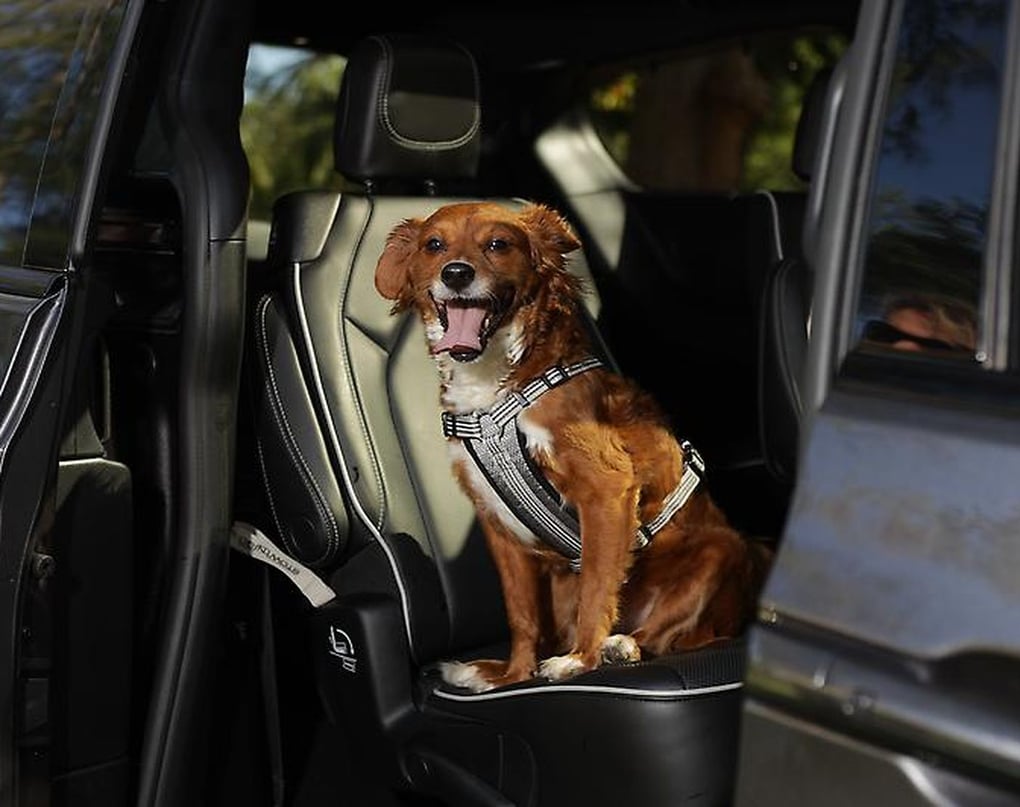 2022 Chrysler Pacifica pet-friendly features