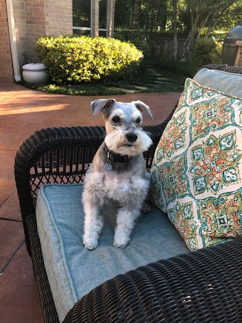 gracie-jerry-reynolds