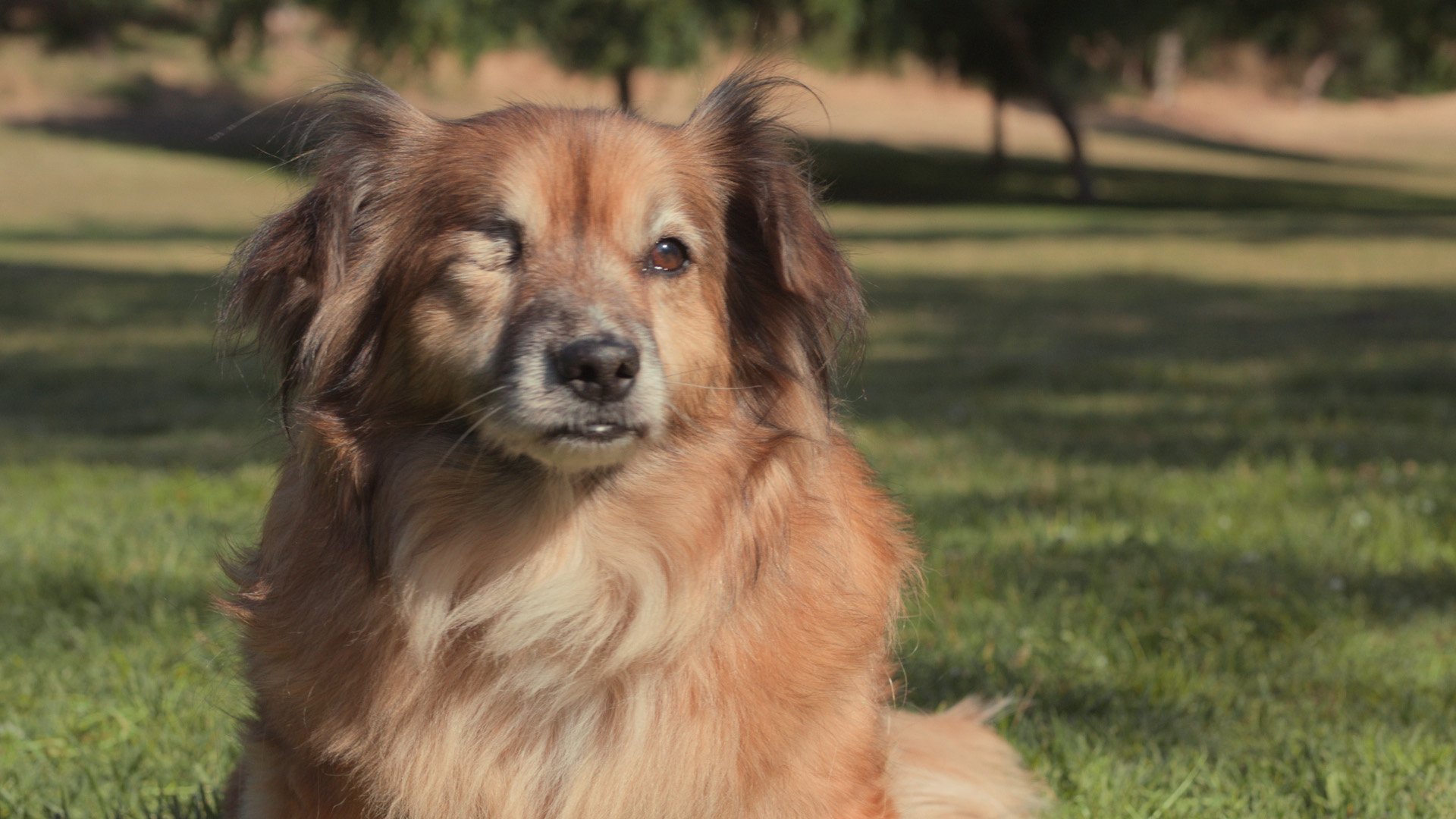 subaru-brucie-credit-subaru