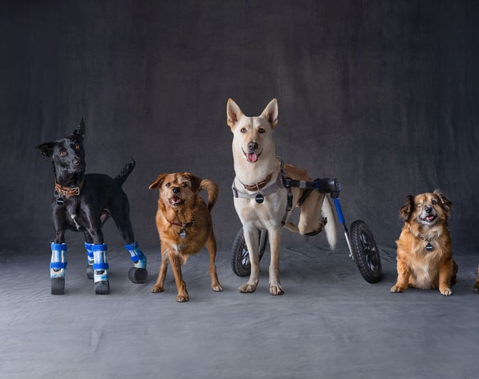 October Is Subaru Loves Pets Month