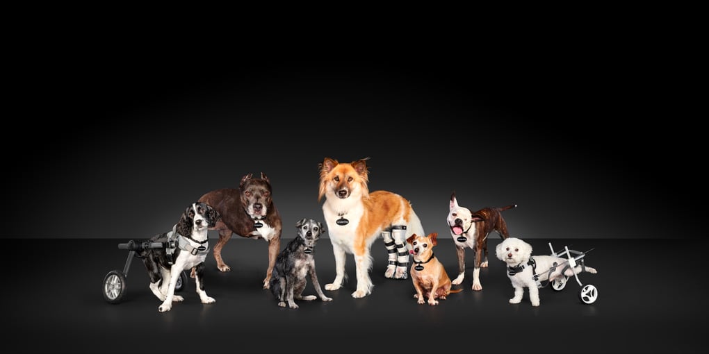 Subaru National Make a Dog's Day